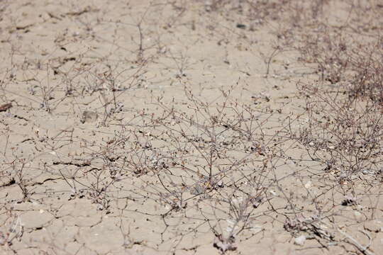 Image of Pahrump Valley buckwheat