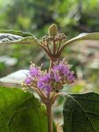 Image of Callicarpa candicans (Burm. fil.) Hochr.