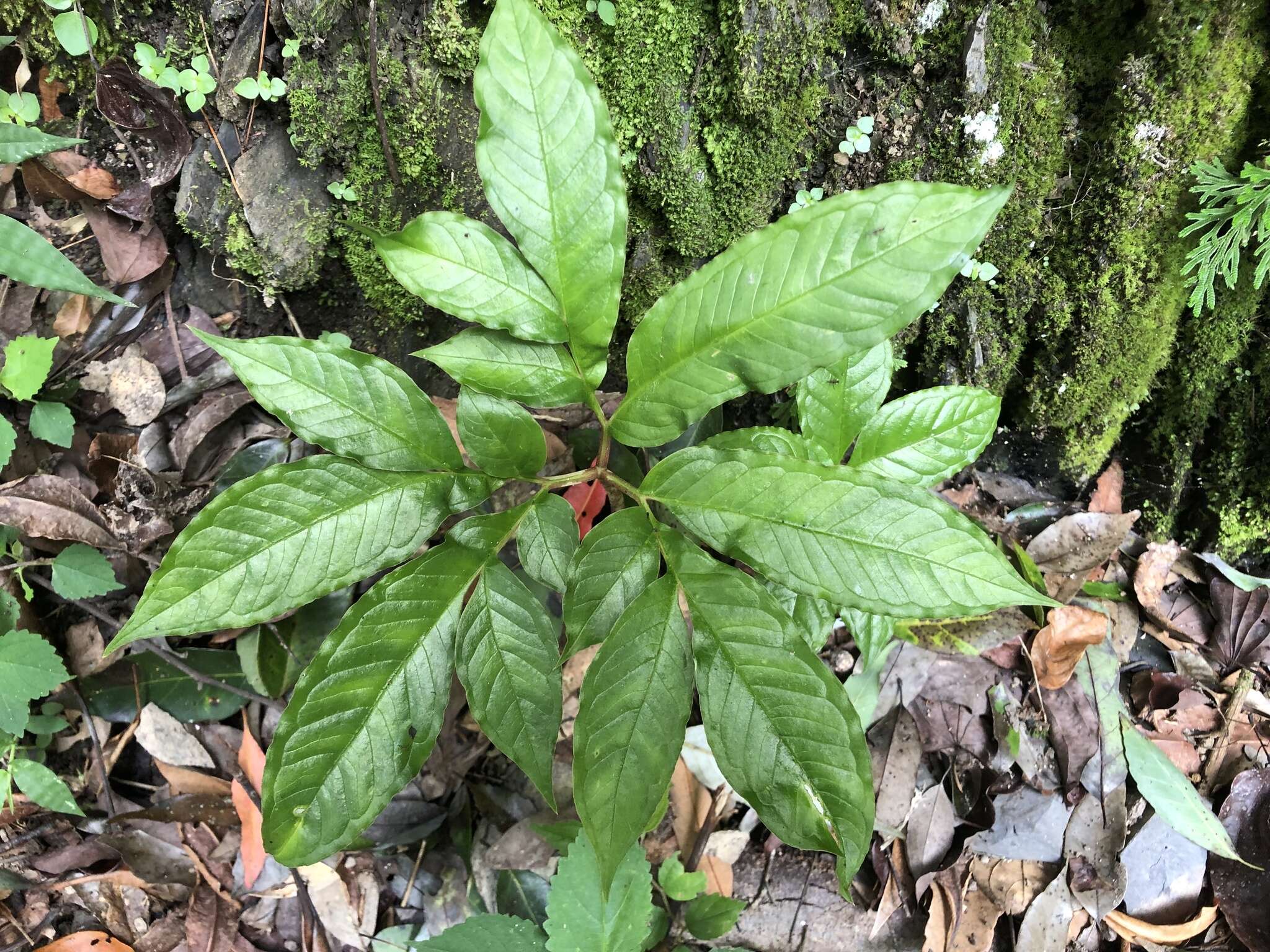 Image of Amorphophallus kiusianus (Makino) Makino