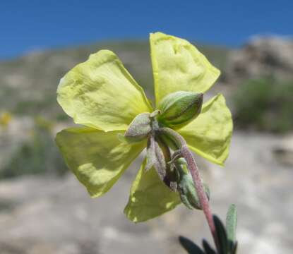 Image of Helianthemum dagestanicum