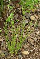 Imagem de Mimulus gracilis R. Br.