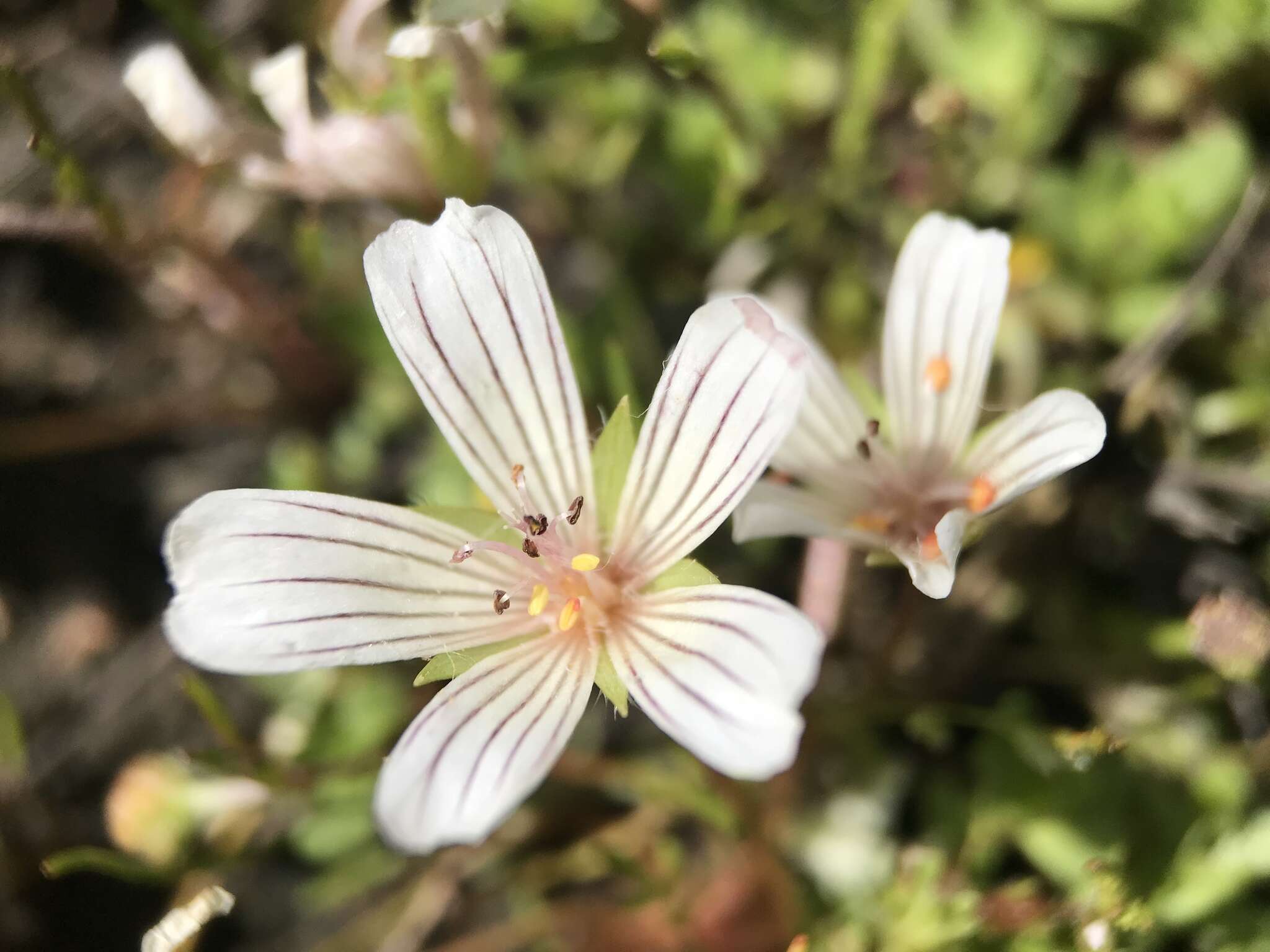 Image of Douglas' Meadowfoam