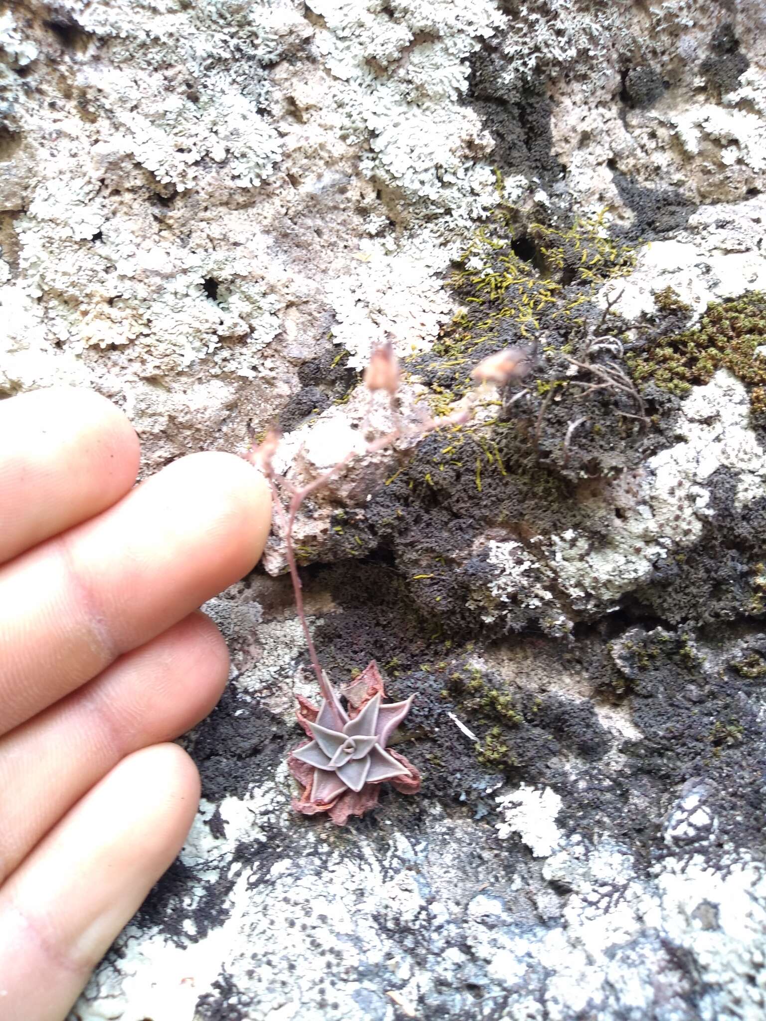 Image of San Francisco River leatherpetal