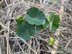 Plancia ëd Marsilea macropoda Engelm. ex A. Br.