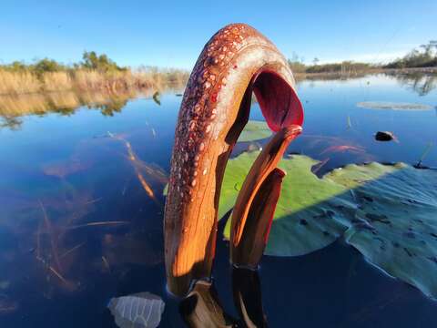 Image of Sarracenia minor var. okefenokeensis D. E. Schnell