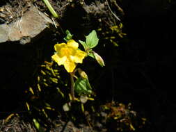 Image of Erythranthe ampliata (A. L. Grant) G. L. Nesom