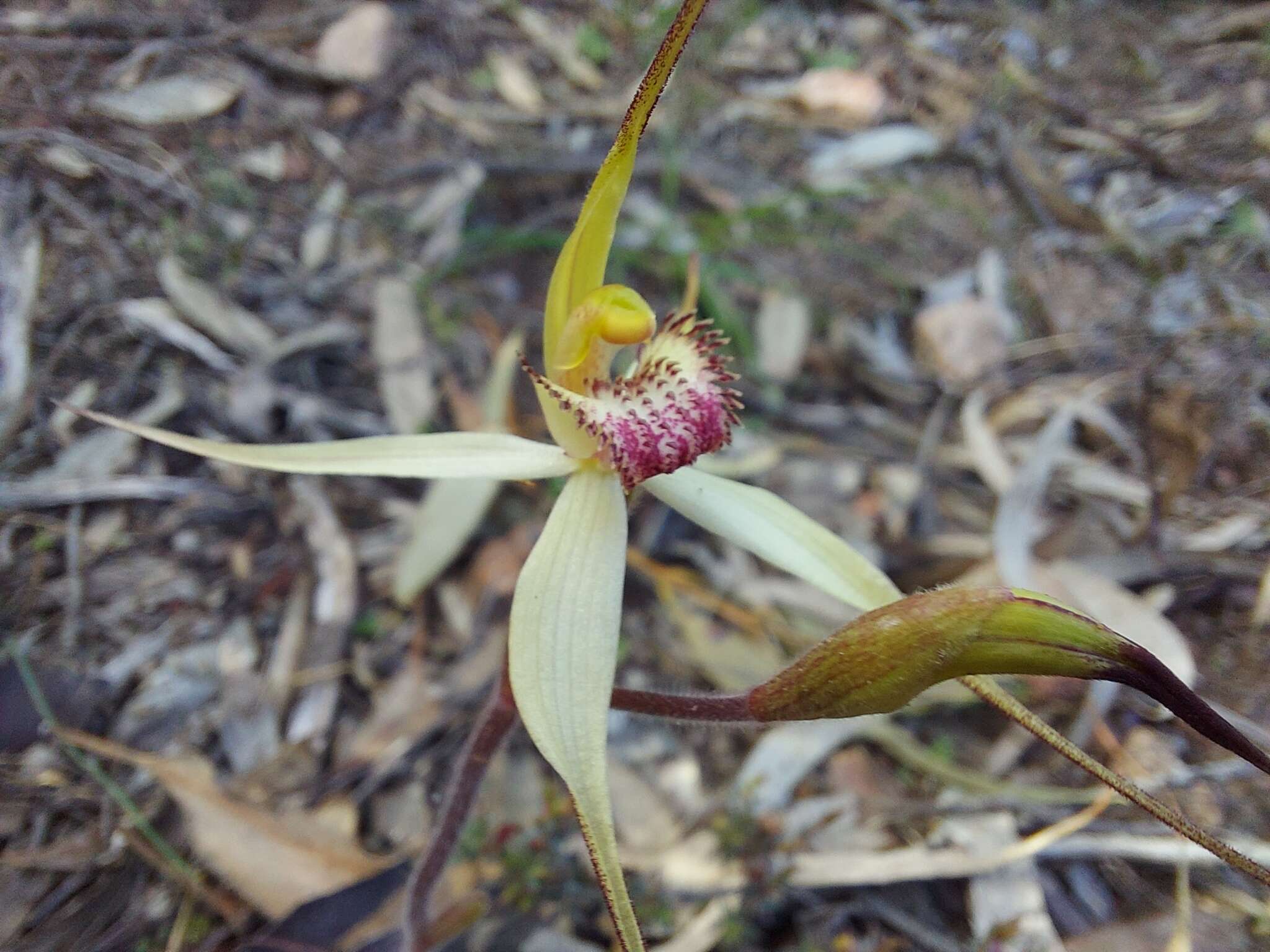 Caladenia flindersica (D. L. Jones) R. J. Bates的圖片