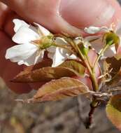 Image de Amelanchier interior Nielsen