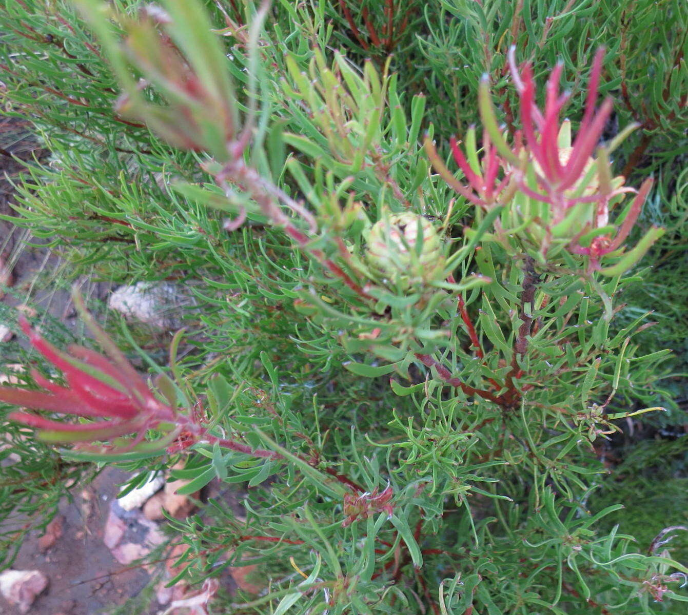 Image of Leucadendron spissifolium subsp. fragrans I. J. M. Williams