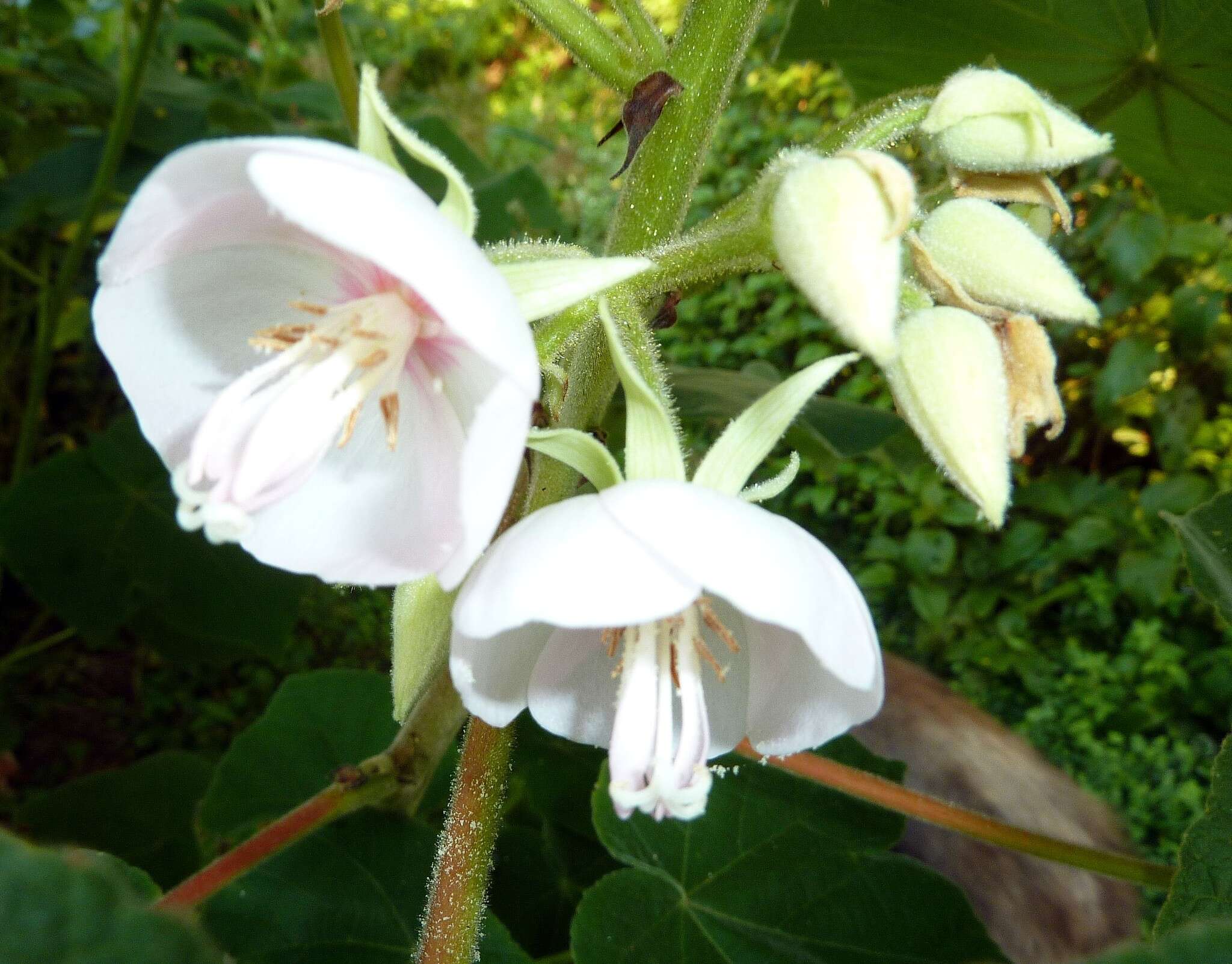 Image of Dombeya pulchra N. E. Br.