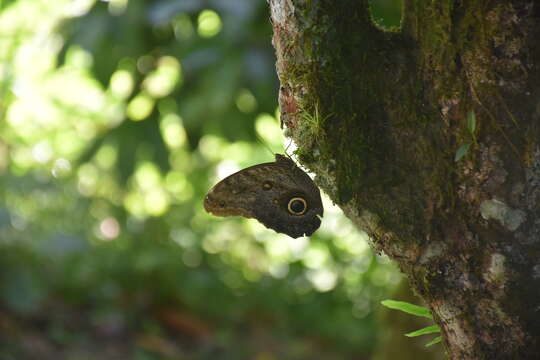 Imagem de Caligo brasiliensis minor Kaye 1904