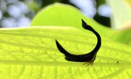 Imagem de Cladonota (Falculifera) apicalis Stål