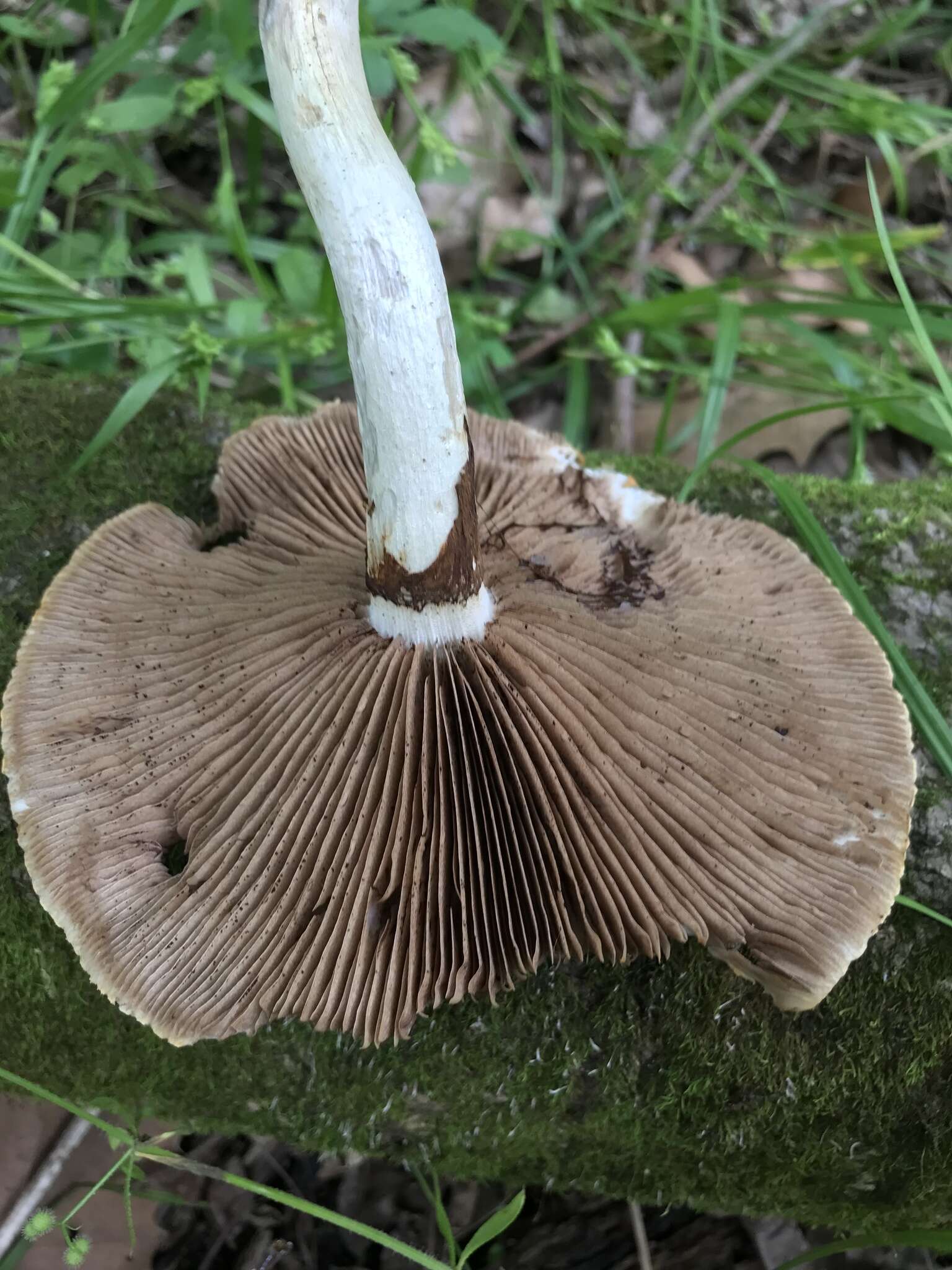 Image of Cyclocybe cylindracea (DC.) Vizzini & Angelini 2014