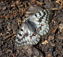 Parnassius ariadne (Lederer 1853) resmi