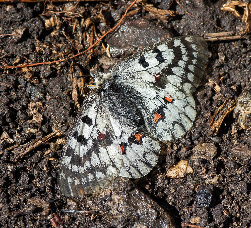 Parnassius ariadne (Lederer 1853) resmi