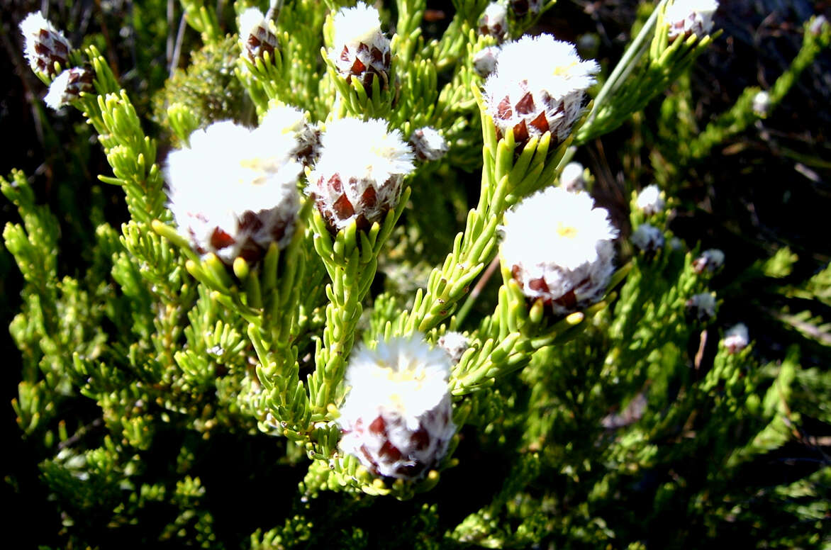 Image of Leucadendron sorocephalodes Phillips & Hutchinson