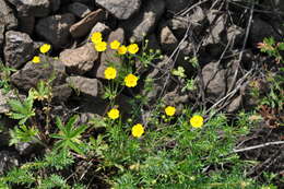 Image of European cinquefoil