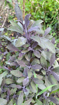 Imagem de Salvia officinalis L.