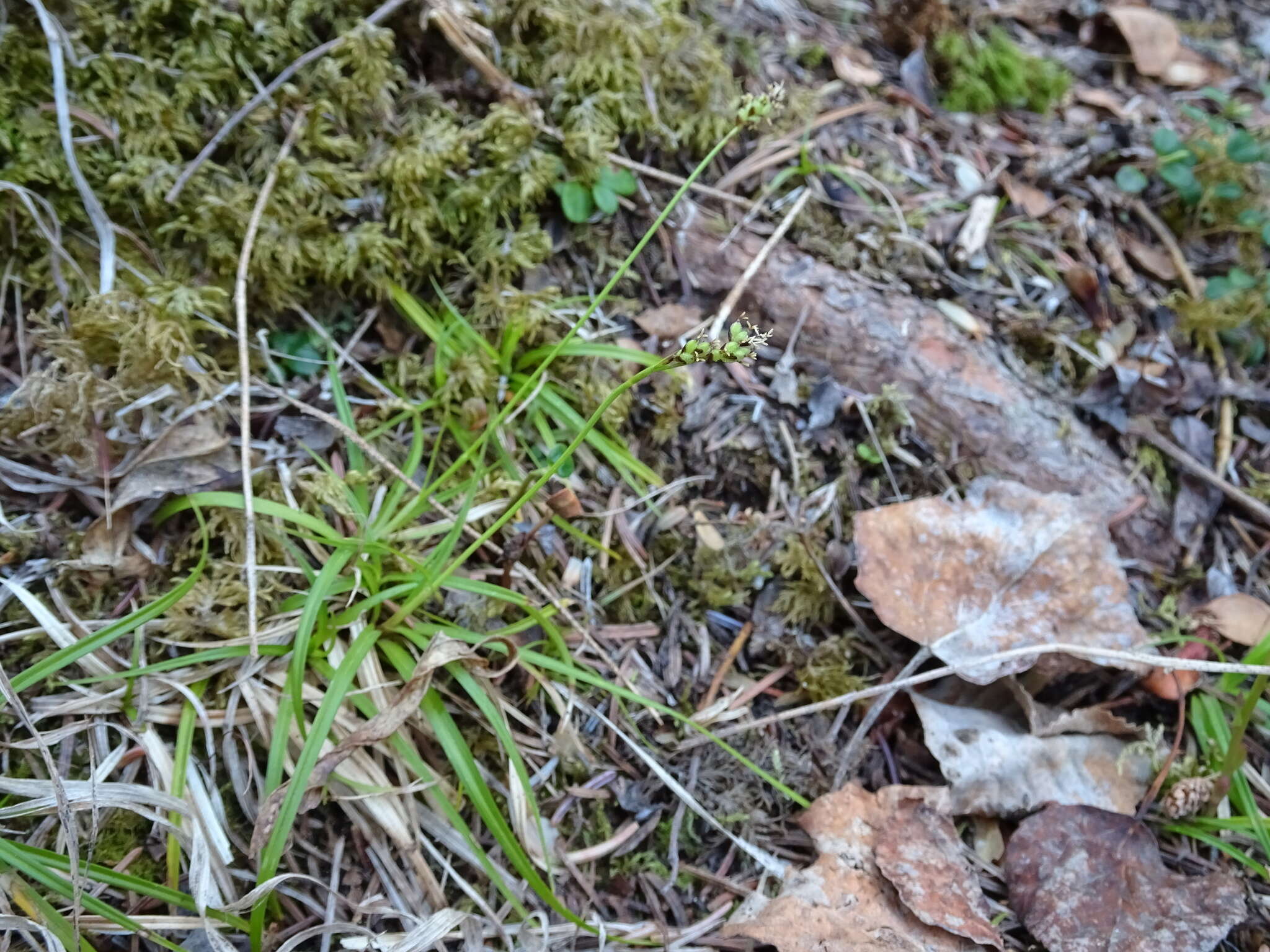 Image of low northern sedge