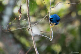 Image of Shining Honeycreeper