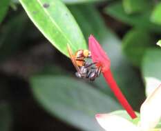 Image of Fox-colored Stingless Bee