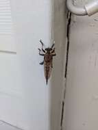 Image of Red-footed Cannibalfly