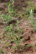 Image of Tanacetum kittaryanum (C. A. Mey.) Tzvel.