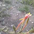 Sivun Oenothera picensis Phil. kuva