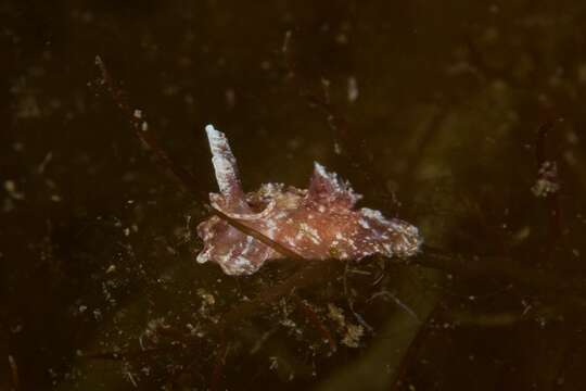 Image of Goniodoris meracula Burn 1958