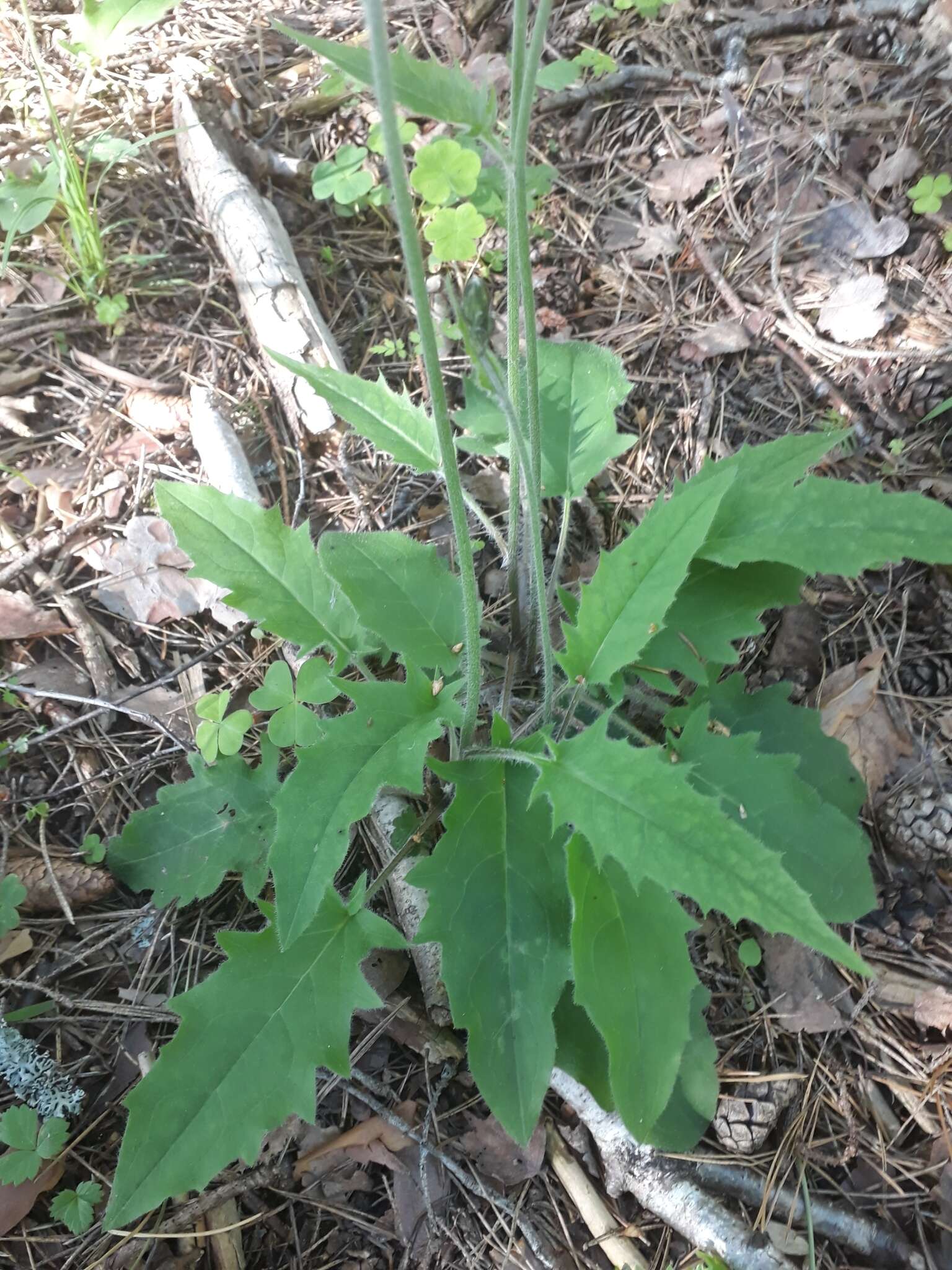 Image of Hieracium murorum subsp. murorum