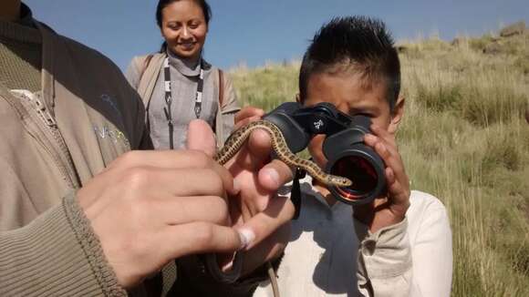 Image of Longtail Alpine Garter Snake