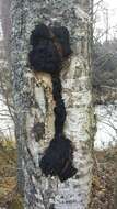 Image of Chaga