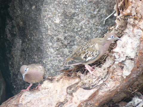 Imagem de Zenaida galapagoensis Gould 1841