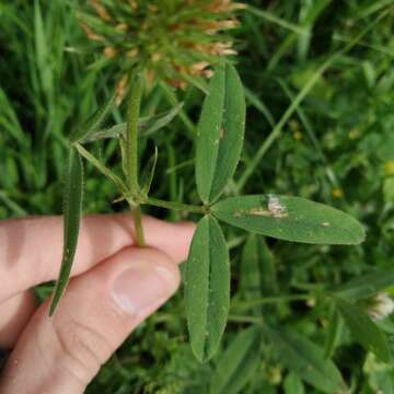 Image de Trifolium squarrosum L.