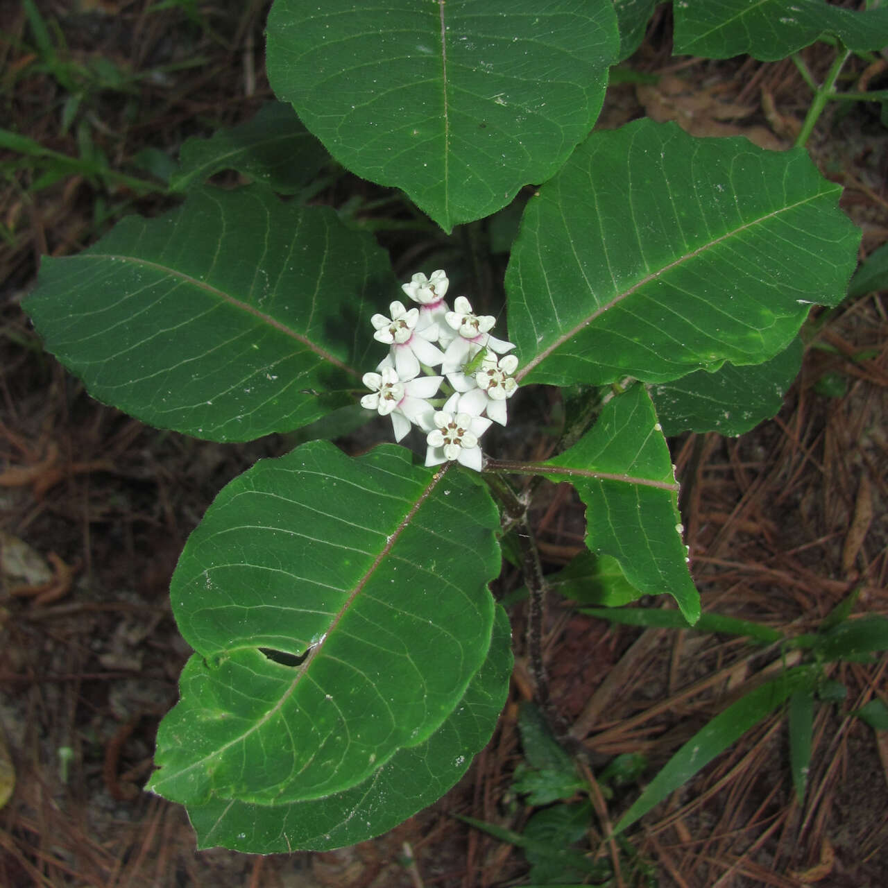 Image of redring milkweed