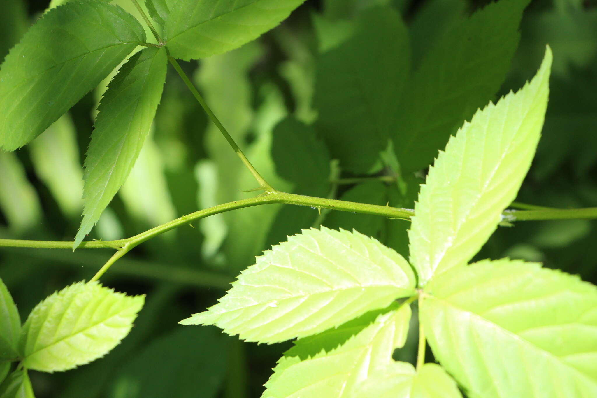 صورة Rubus canadensis L.