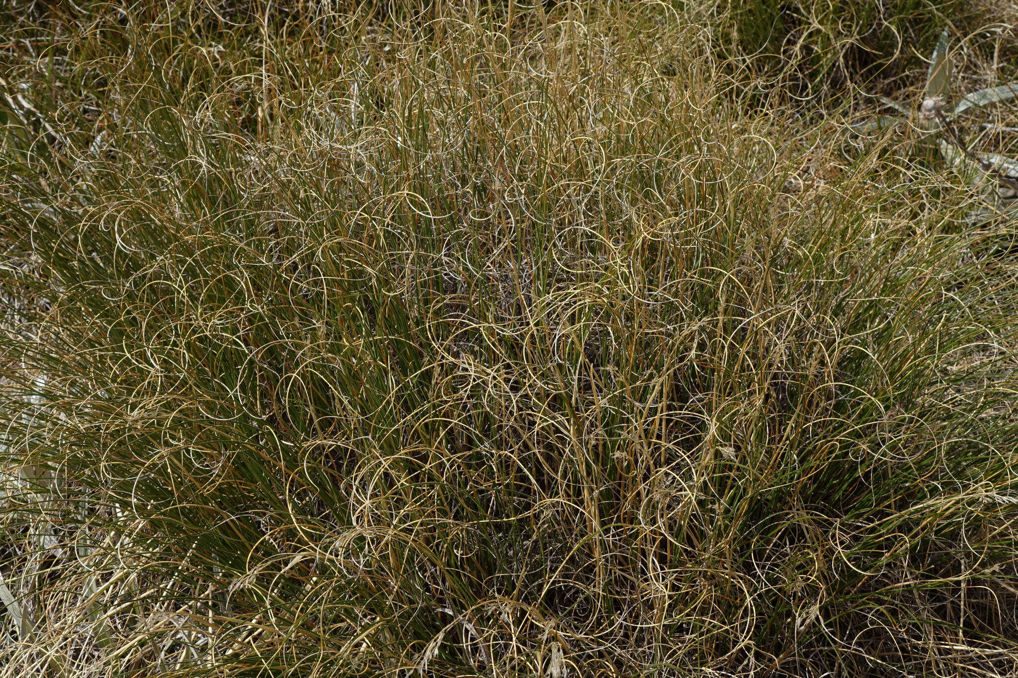 Слика од Chionochloa crassiuscula (Kirk) Zotov