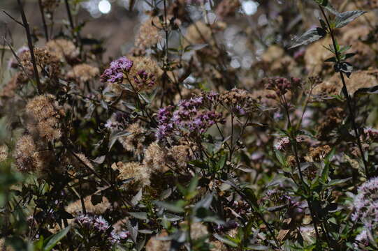 Image of Ageratina pentlandiana (DC.) R. King & H. Rob.