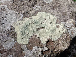 Sivun Lecanora sulphurea (Hoffm.) Ach. kuva