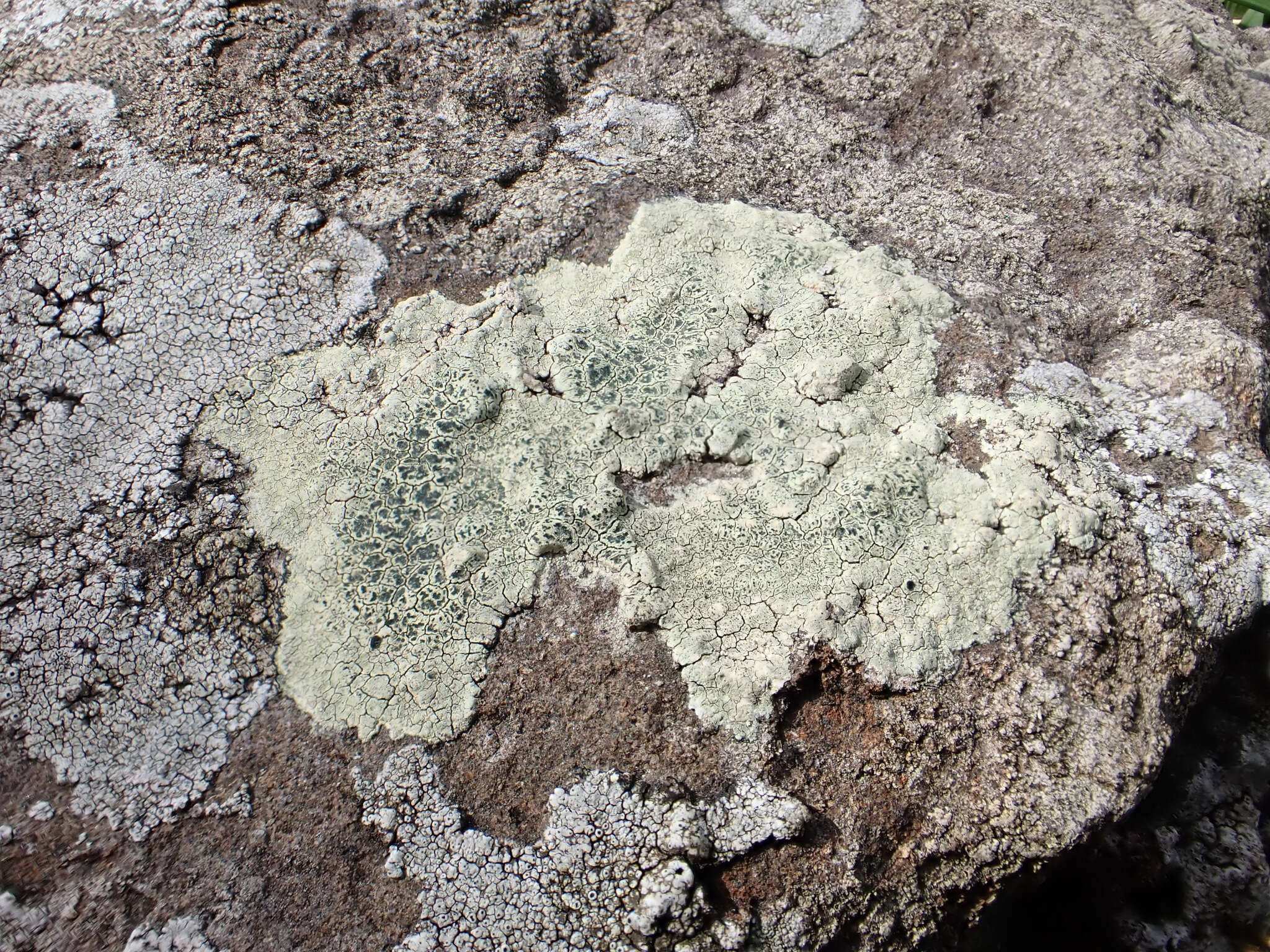 Слика од Lecanora sulphurea (Hoffm.) Ach.