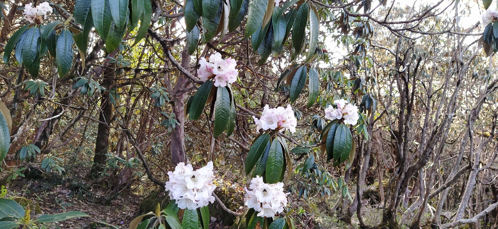 Image of Tree Rhododendron