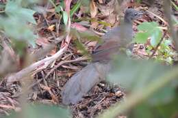 Image of lyrebirds