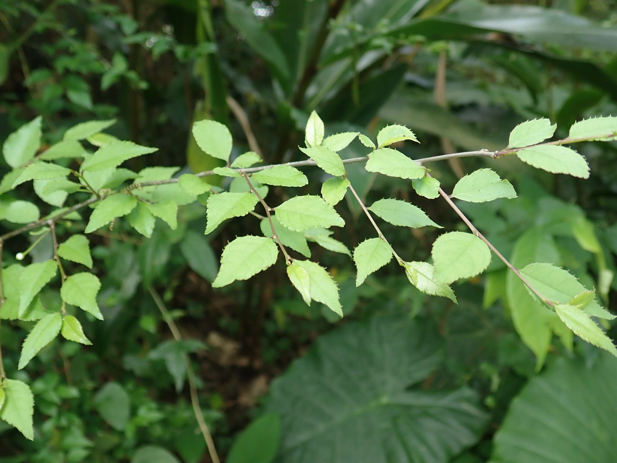 Image of Ilex asprella (Hook. & Arn.) Champ. ex Benth.