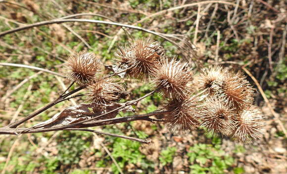 Image of Arctium nemorosum Lej.