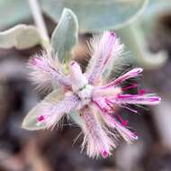 Ptilotus sessilifolius (Lindley) G. Benl的圖片