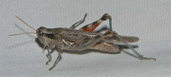 Image of Western Sagebrush Grasshopper