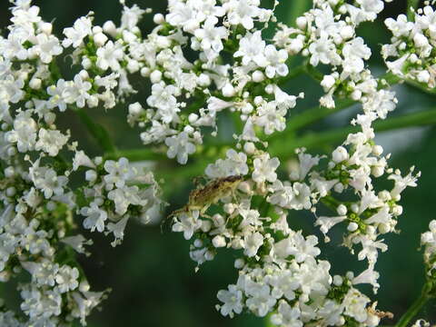 Image of Clouded plant bug