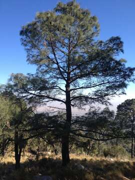 Image of Pinus pseudostrobus var. apulcensis (Lindl.) Shaw