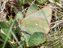 Image of Sierra Green Sulphur