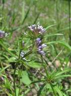 Image de Asperula arvensis L.